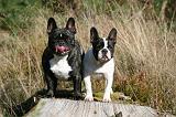 BOULEDOGUE FRANCAIS 1180